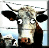 Mad Cow!!!