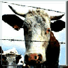 Normal Cow